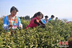 云南宜良：千年万亩宝洪茶